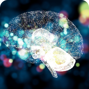 brain